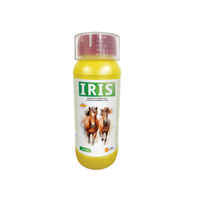 Iris
