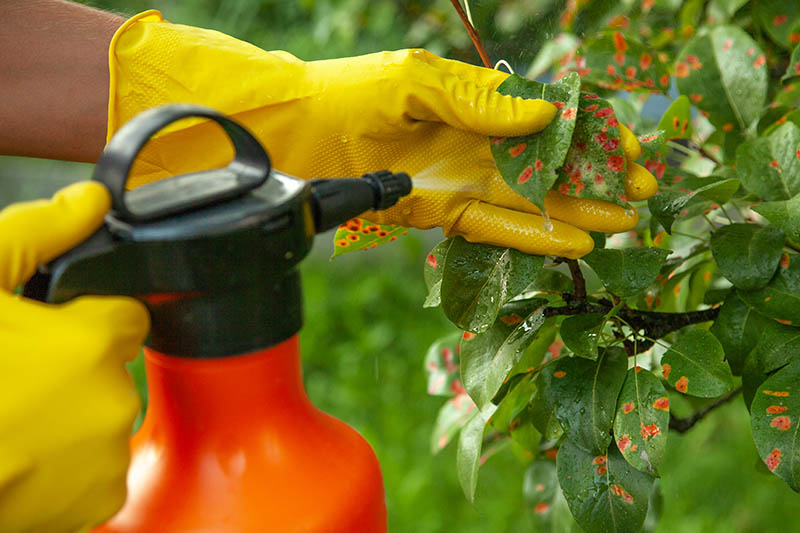 Spraying-Fungicide-on-Leaves