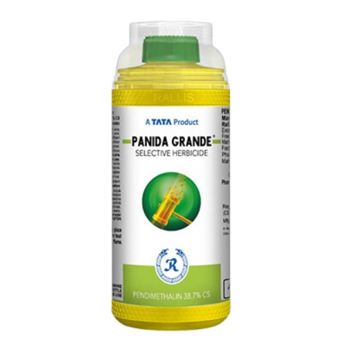 Tata Panida Grande