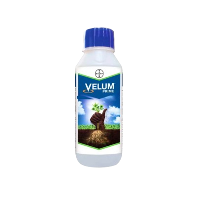 Velum Prime